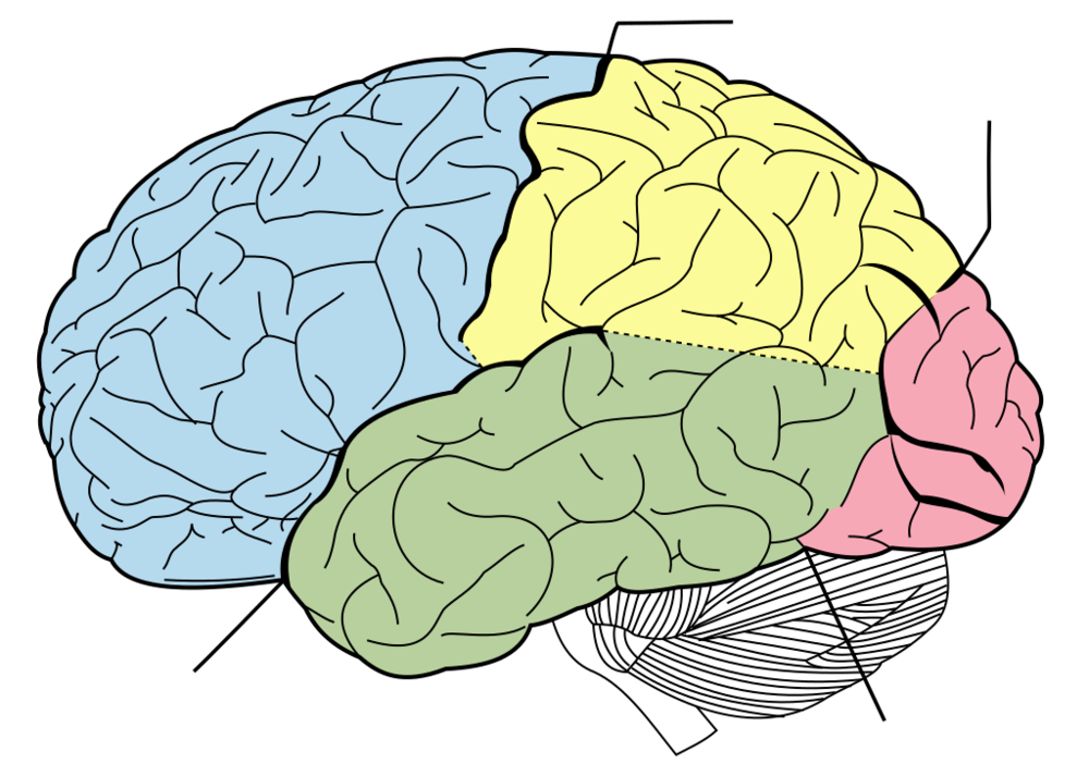 Brain_diagram_without_text_svg.thumb.png.aafe905ecec850562c267f762e96ce0b.png